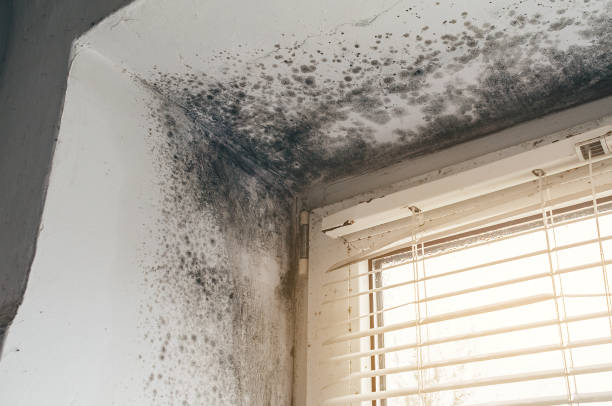 Affordable Mold Cleanup solutions in Thompsonville, PA