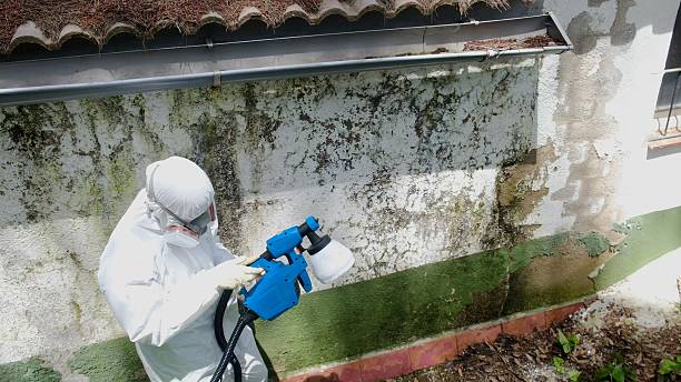 Top rated local Mold Cleanup specialists in Thompsonville, PA